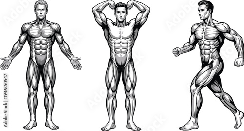 Detailed vector illustrations of muscular male anatomy in standing, flexing, and running poses for fitness, bodybuilding, and educational themes.