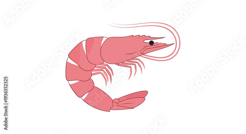 Pink Shrimp Illustration - Seafood, Marine Life, Isolated on White
