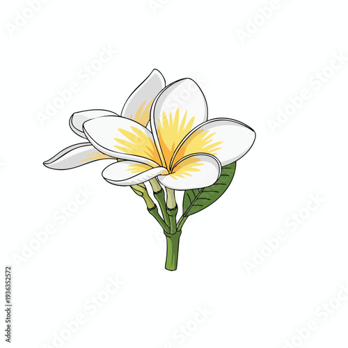 Beautiful White Flower with Yellow Center Elegant Botanical Illustration