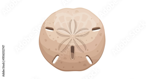 Sand Dollar Shell Top View - Isolated on White Background