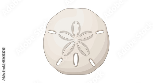 Sand Dollar Seashell, Marine Life, Beach Treasure, Ocean Skeleton, White Background