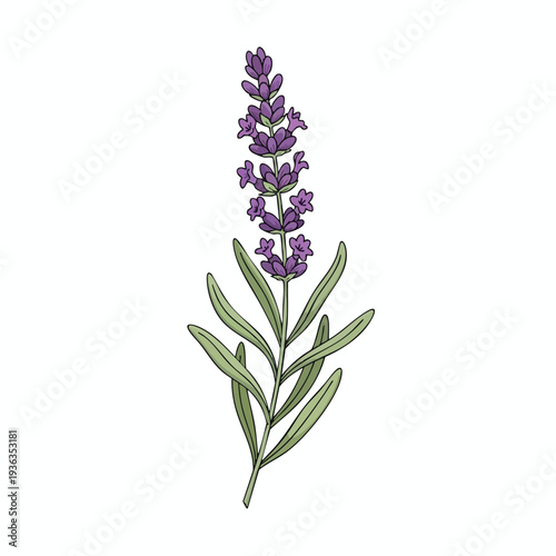 Fresh Lavender Herb for Cooking and Aromatherapy