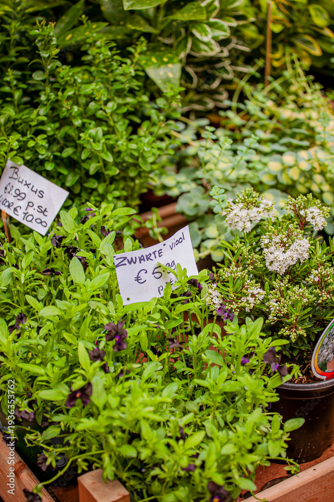 Fototapeta premium Vibrant green herbs and plants displayed in a lively garden market in spring