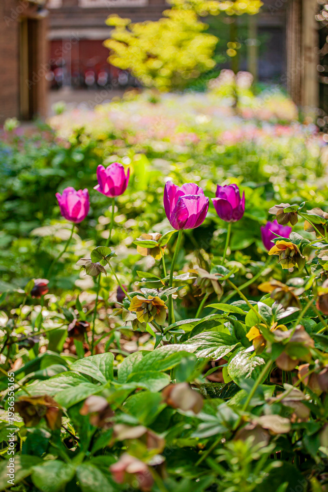 Obraz premium Vibrant pink flowers bloom amidst lush greenery in a tranquil urban garden during springtime