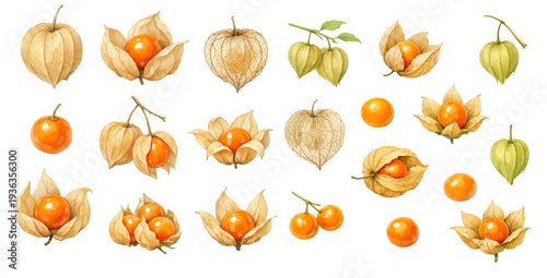 A charming watercolor collection of physalis fruits with papery husks for botanical fruit illustrations and tropical food design.