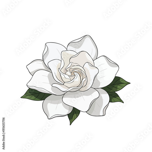 Elegant White Flower with Green Leaves Natural Botanical Illustration for Design and Decor