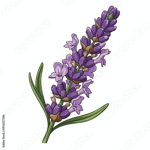 Beautiful Lavender Flower Branch with Vibrant Purple Blooms and Green Leaves