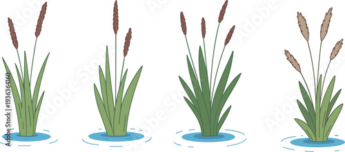 Hand drawn cattail reeds and marsh grass plants in water wetland vegetation set flat vector botanical illustration isolated on white