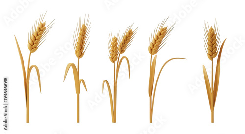 rendered wheat stalks on white background grain for agriculture  food design
