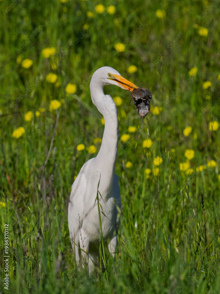 Obraz premium Great egret hunting and catching gopher in grassy wildflower field