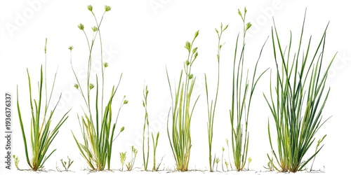 Watercolor botanical illustration of various grasses with seed heads, isolated on white