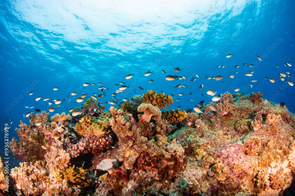 Fototapeta premium coral reef with fish