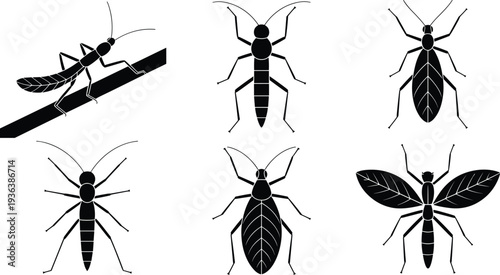 Ant silhouettes collection set, different insect species top and side view, entomology illustration design elements, black vector isolated