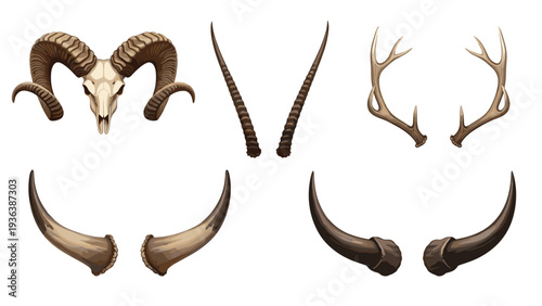 Set of different animal horns and antlers including ram horns, deer antlers, and bull horns displayed on a plain white background for hunting.