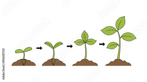 Diagram showing the four main stages of a plant growing from a seed in the ground to a young leafy sapling with arrows.