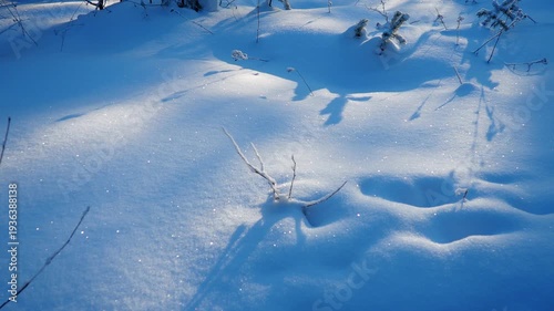Venture into a tranquil coniferous forest on a frosty day, where sunlight filters through spruce and pine trees blanketed in shimmering snow. Nature reveals its quiet charm. Karelian landscape