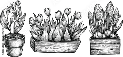 Potted narcissus tulips and hyacinths in containers for spring garden planting