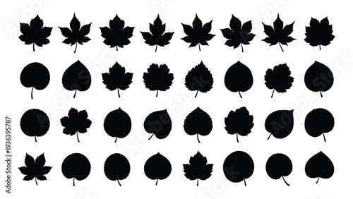 A collection of thirty black leaf silhouettes on a white background