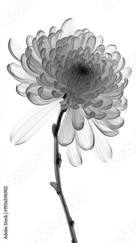 Beautifully Rendered Black and White Floral Artwork with Delicate Strands