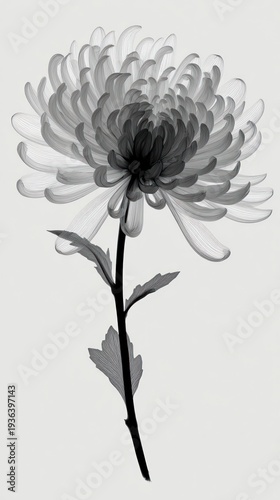 Elegant Black and White Floral Artwork of a Chrysanthemum with Detailed Petals and Leaves