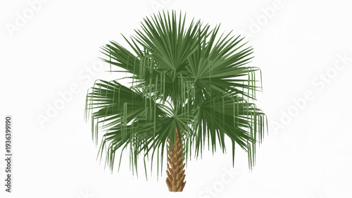Palm tree with lush green leaves on a sturdy brown trunk against a plain white background