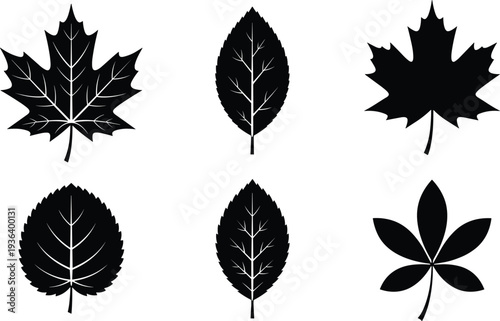 Collection of six leaf silhouettes featuring maple, elliptical, compound, and rounded designs, showcasing botanical diversity and artistic illustration.