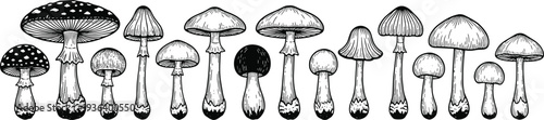 Detailed black and white mushroom illustration featuring diverse fungi species, botanical drawing, natural textures, caps, stems, and artistic design.
