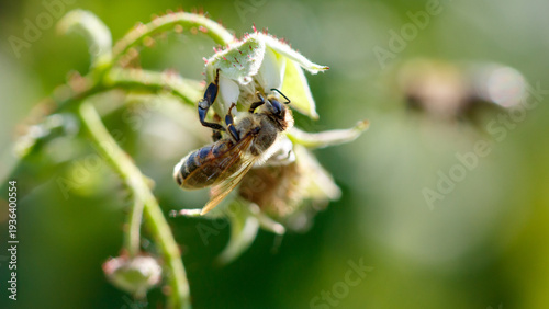 A bee is sitting on a flower