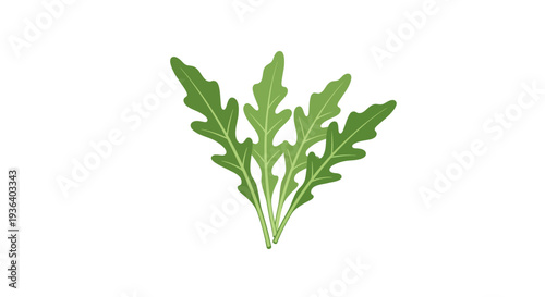 Fresh arugula leaves green illustration on white background