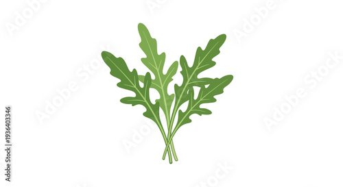Fresh arugula rocket salad leaves on white background