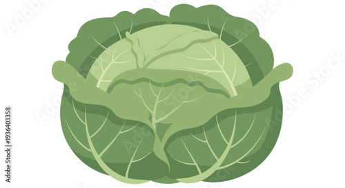 Fresh green cabbage head isolated on a white background illustration