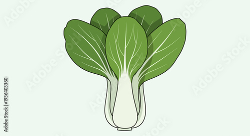 Fresh green bok choy vegetable flat illustration