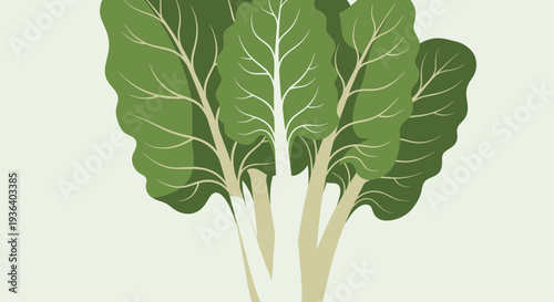 Fresh green chard spinach kale vegetables illustration