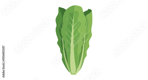 Fresh green romaine lettuce head on a clean white background