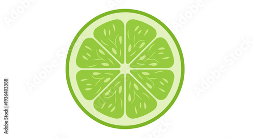 Fresh green lime fruit slice illustration on white