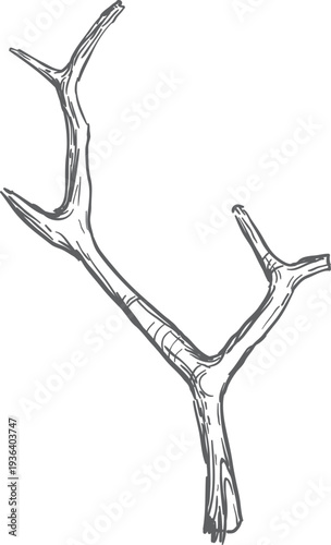 Dry branch drawing. Broken wooden stick engraving