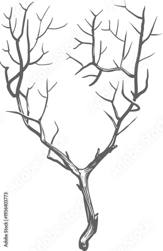 Dry botany drawing. Black woodland tree branch