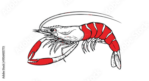 A vibrant red and white shrimp illustration on a with bold lines and dynamic movement