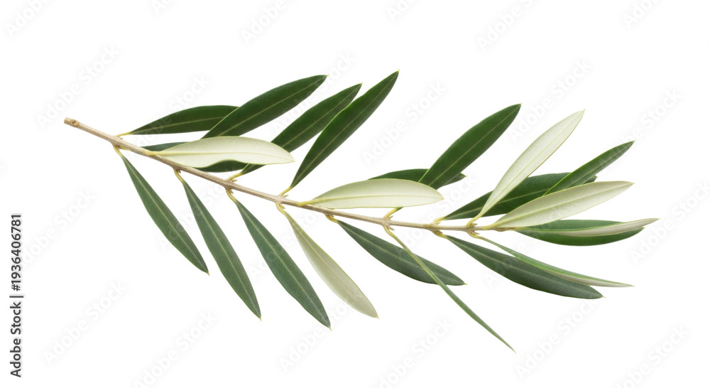 Fototapeta premium Olive branch with leaves transparent background cutout png