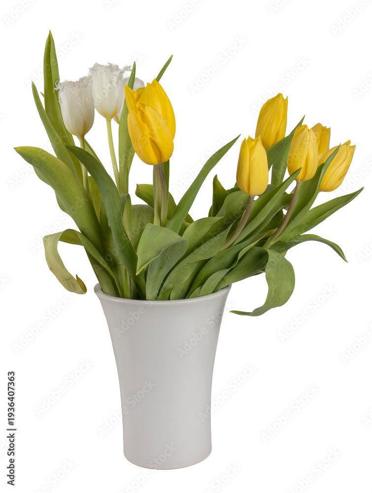 Obraz premium Bouquet of yellow and white tulips in a white ceramic vase, isolated on transparent background, spring floral arrangement.