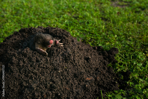 Wild mole emerging from fresh dark molehill mound on green lawn, garden pest control, lawn care services, and landscaping damage awareness