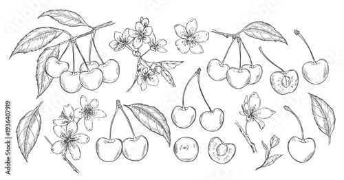 Cherry berries, branch and blossom set in sketch style. Engraving vector illustration. Hand drawn sour fruit.