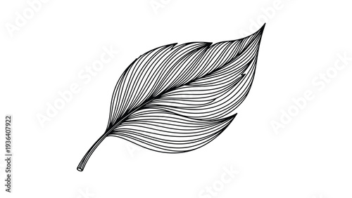 Close-up illustration of a single leaf composed of numerous fine curved lines on a white background for a natural art style.