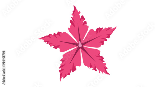 Beautiful single vibrant pink flower with pointed petals arranged in a star shape and a dark red center for natural beauty.