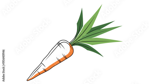 Realistic hand drawn illustration of a fresh orange carrot with long green leaves isolated on a white background.