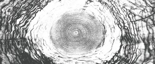 Closeup of a tree trunk cross section showing concentric growth rings in black and white