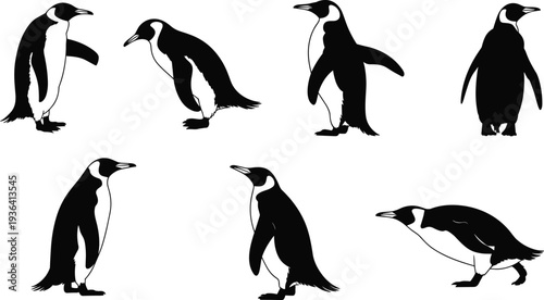 Penguin silhouette set standing walking poses isolated wildlife bird vector illustration black white collection