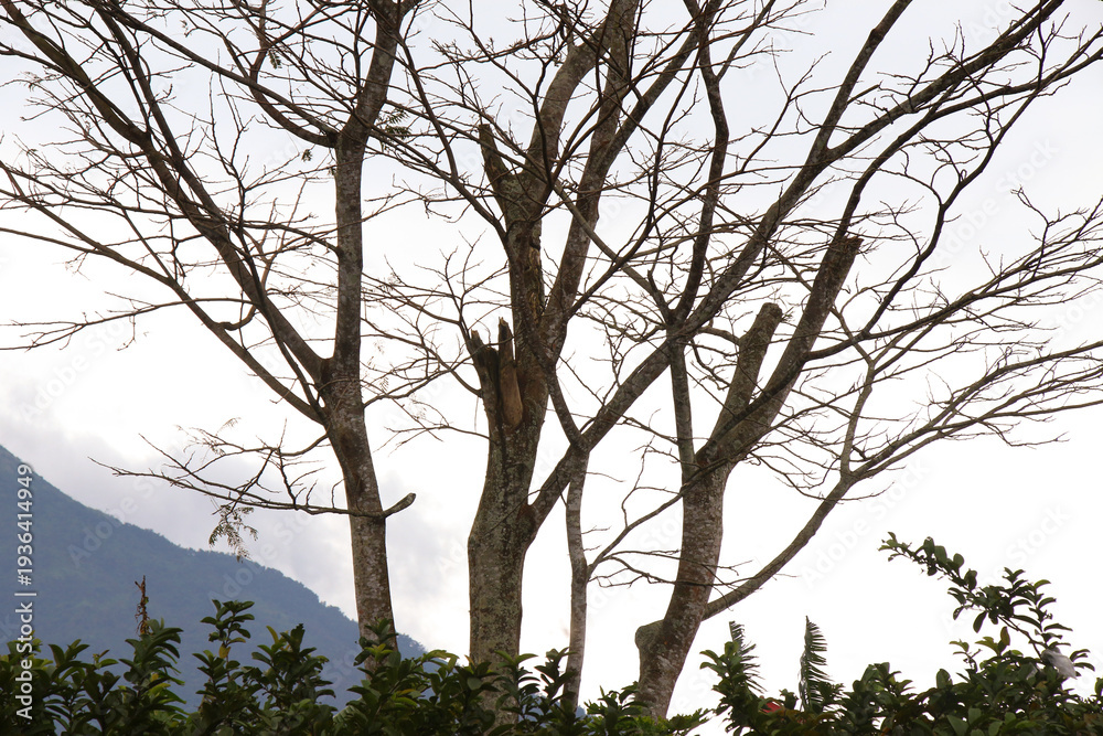 Obraz premium Tree branch with no leaves, beautiful nature background for autumn on the mountain