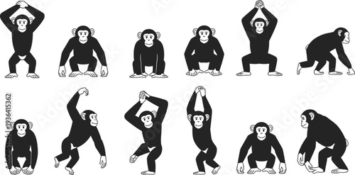 Set of black silhouettes of chimpanzees and monkeys in various poses including sitting, standing, and climbing isolated on white background,