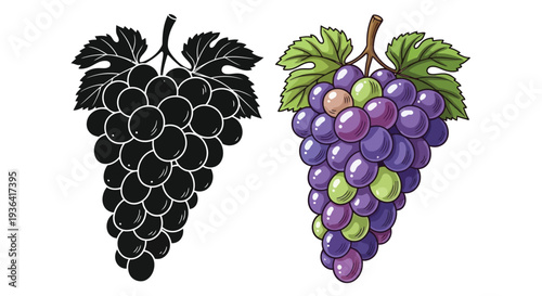 Two bunches of grapes a black silhouette and a colorful illustration